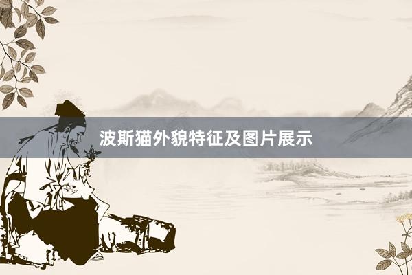 波斯猫外貌特征及图片展示